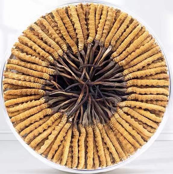 喀什冬虫夏草回收